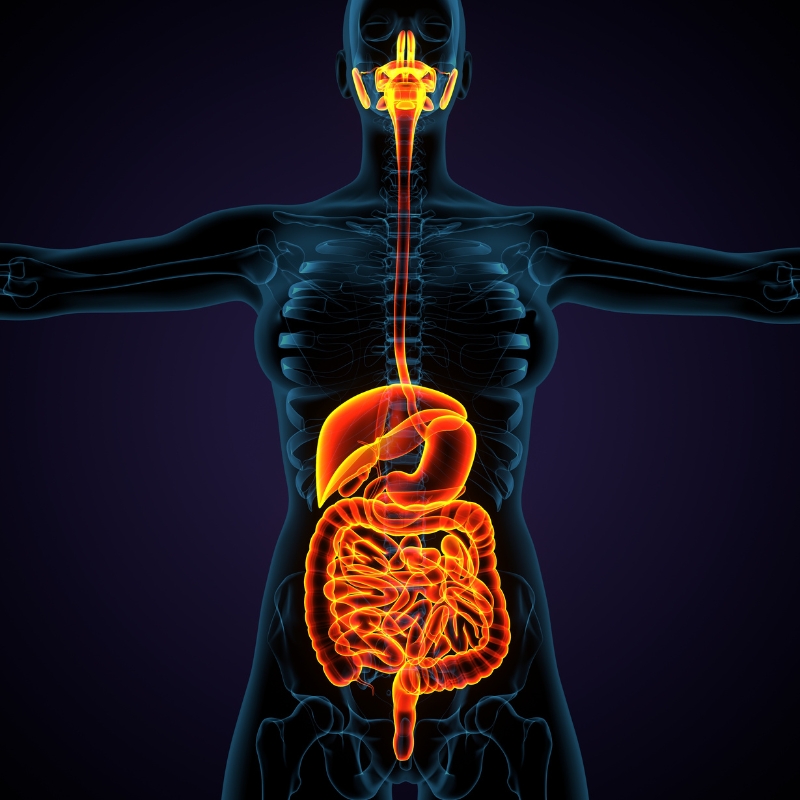 Medical Gastroenterology